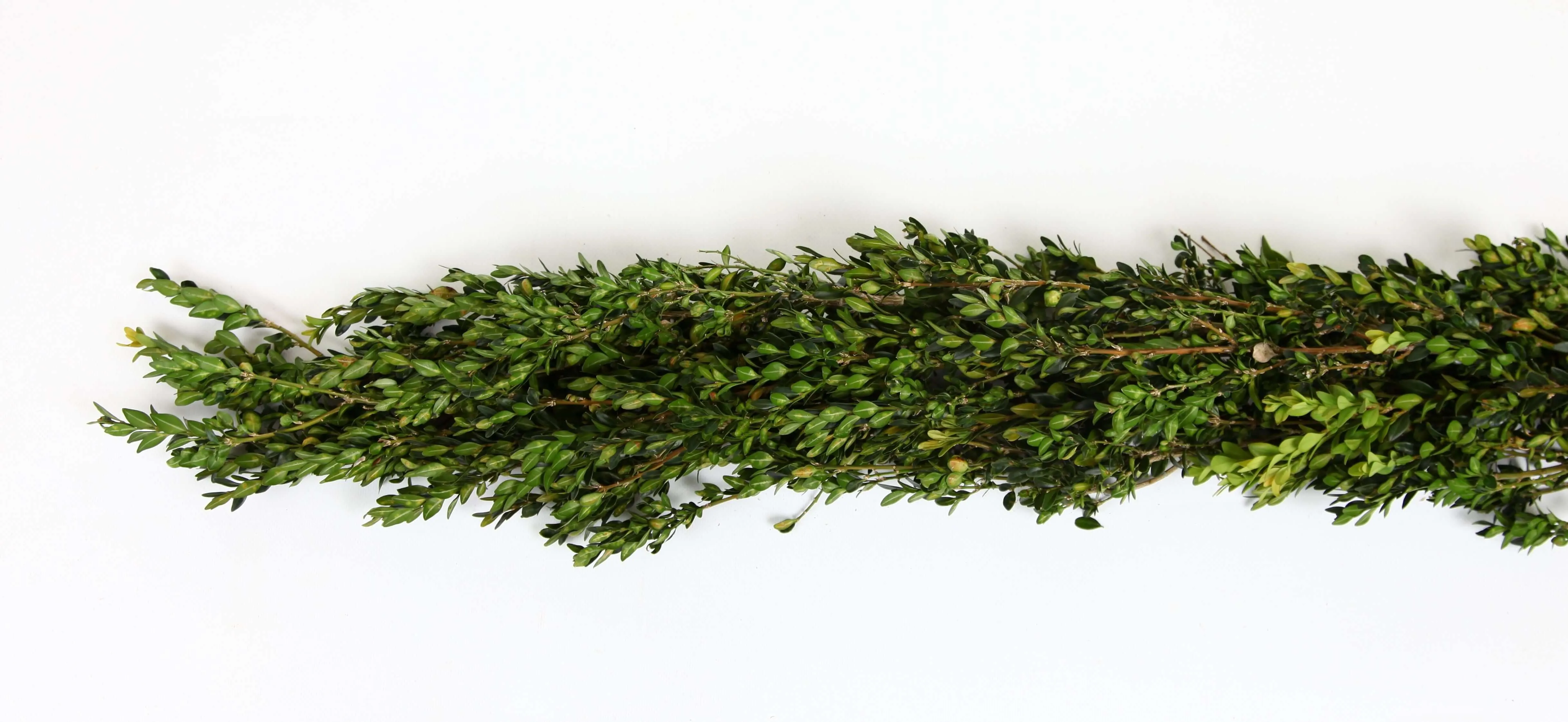 Fresh Boxwood Christmas Garland