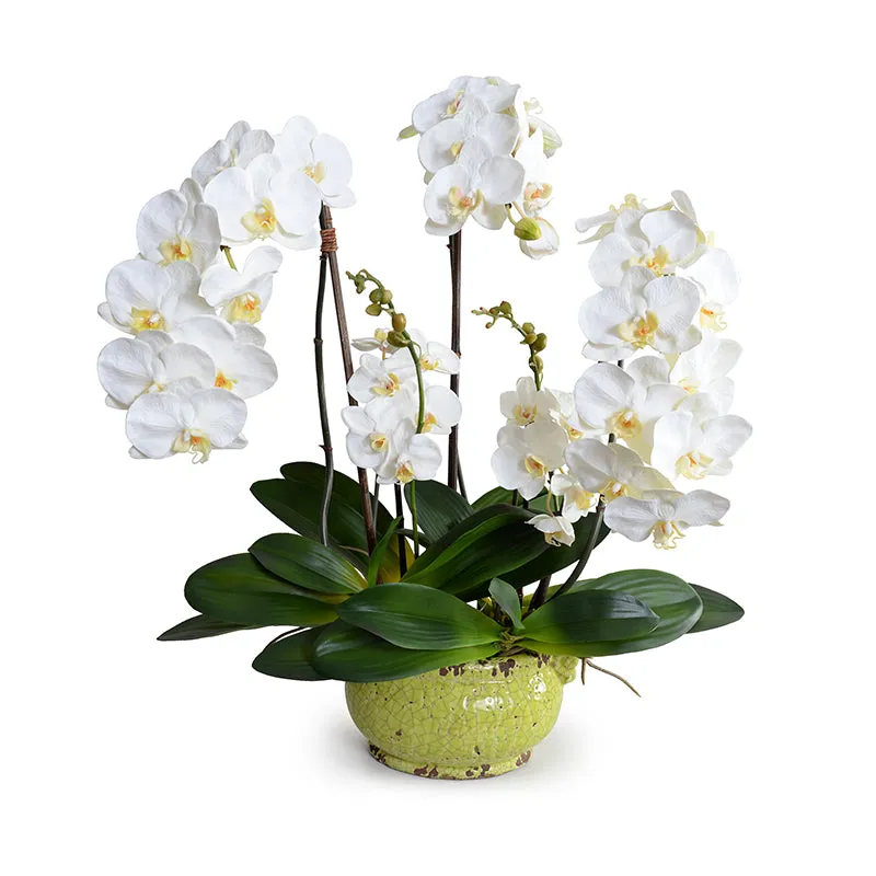 Phalaenopsis Orchid x5 in Glazed Bowl -White